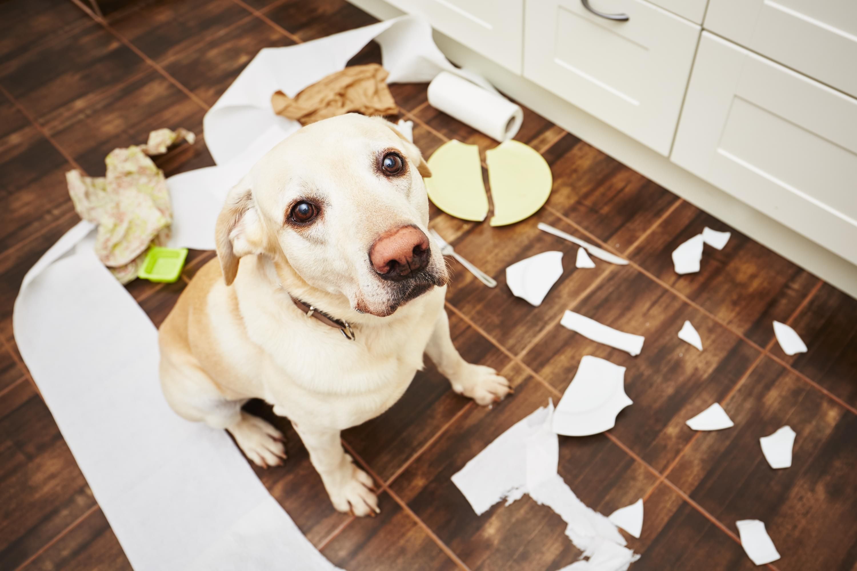 APPRENDRE À VOTRE CHIOT À RESTER SEUL À LA MAISON