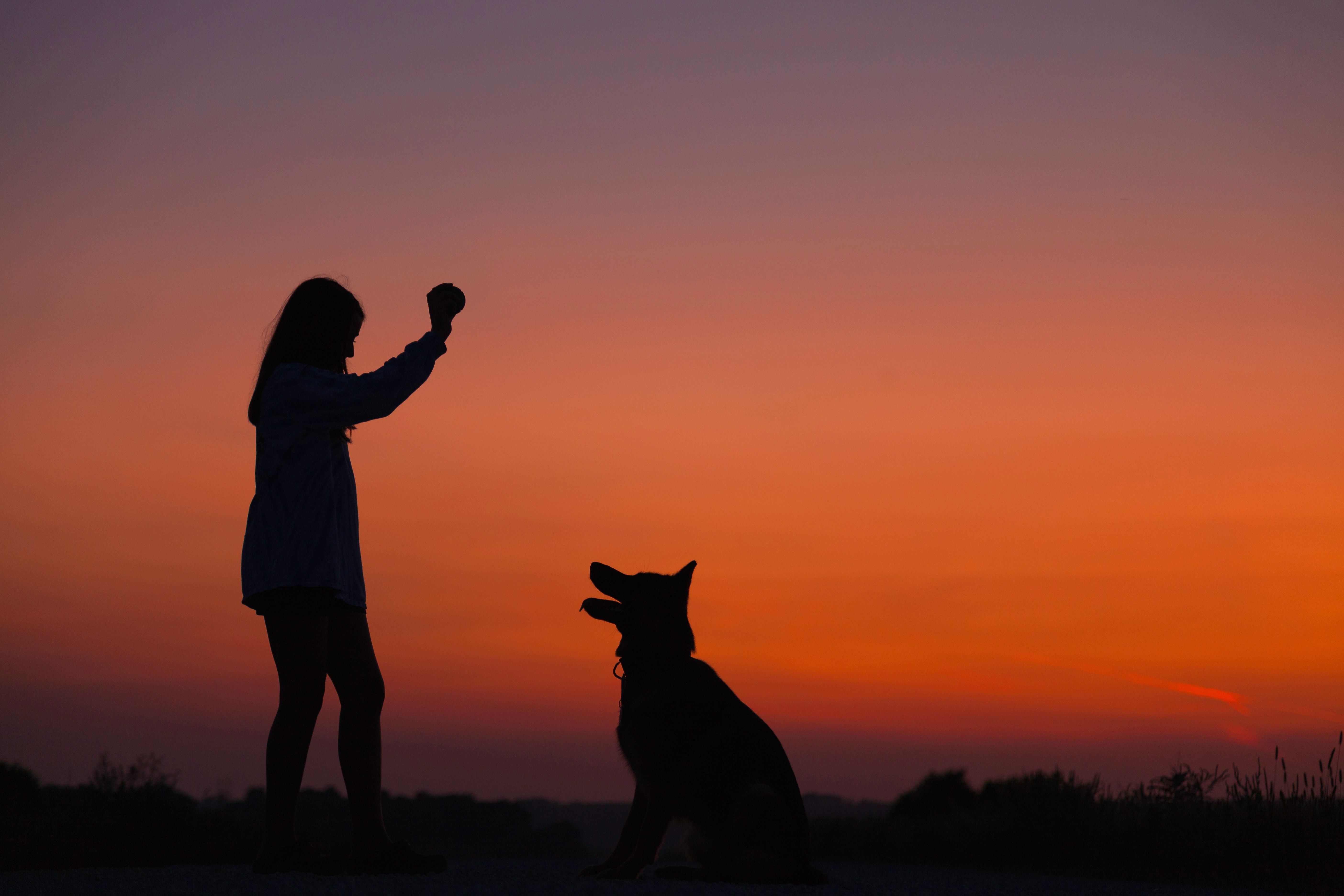 LE DRESSAGE DE VOTRE CHIEN