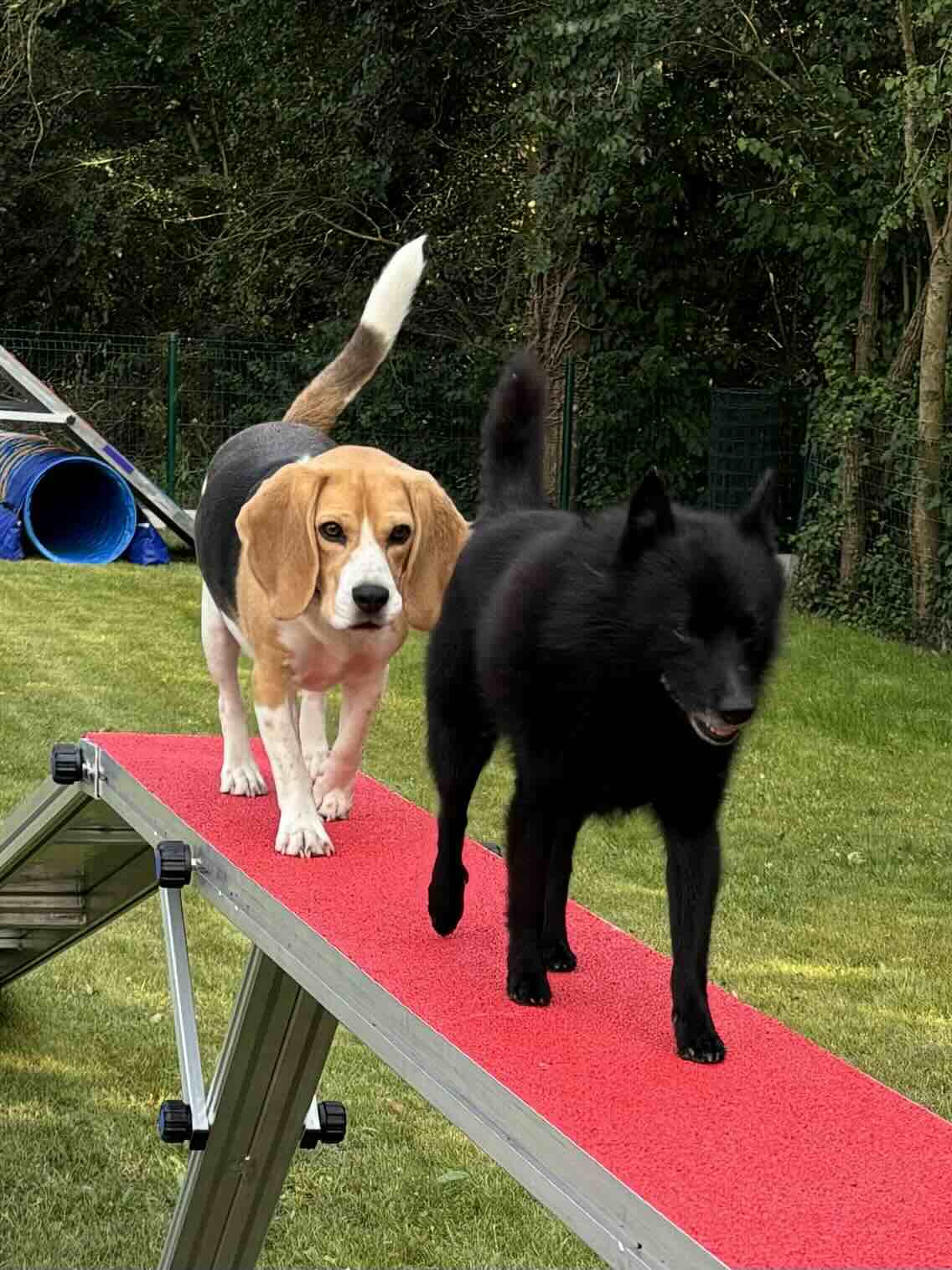 chiens educanin agility