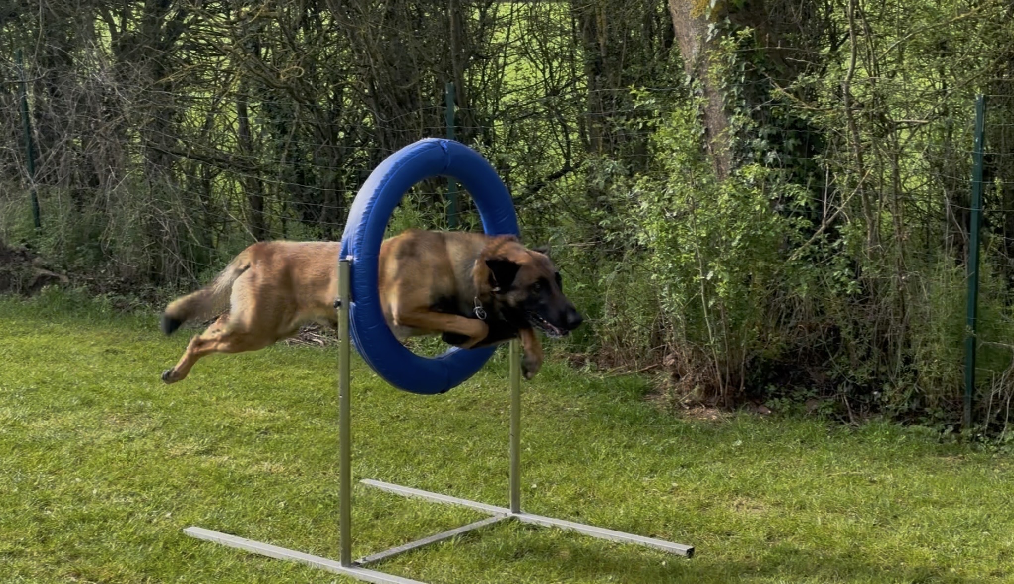 chien educanin agility saut
