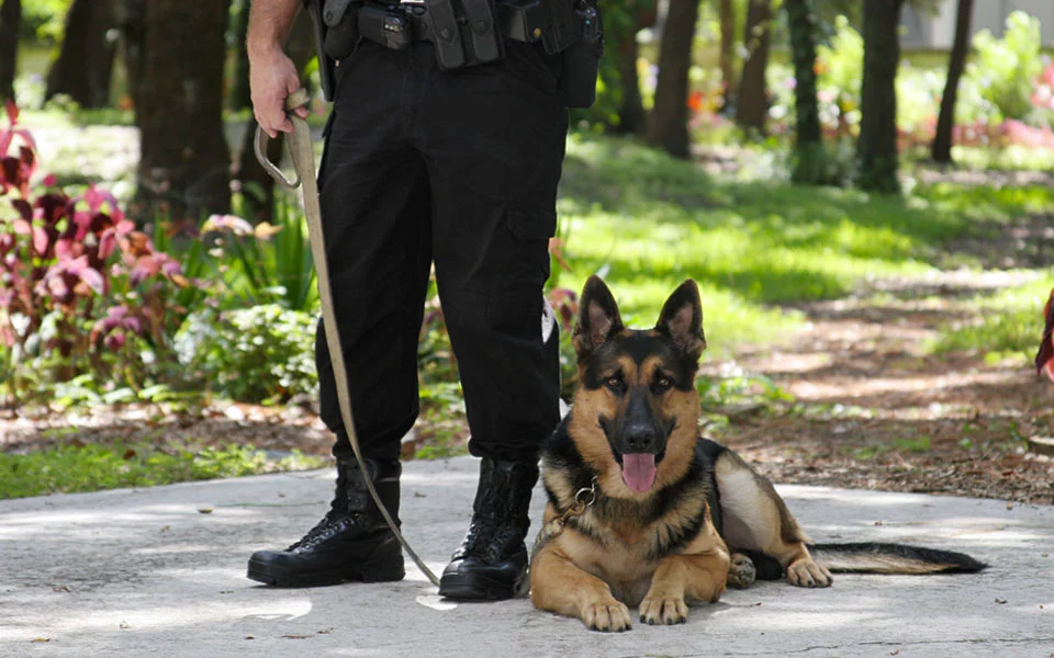 chien cynophile de sécurité allongé