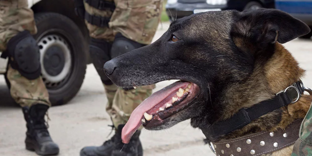 chien cynophile de sécurité