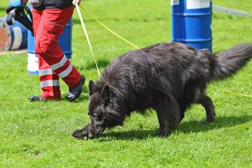 chien qui renifle olfaction education