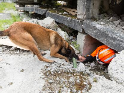 chien qui renifle olfaction education