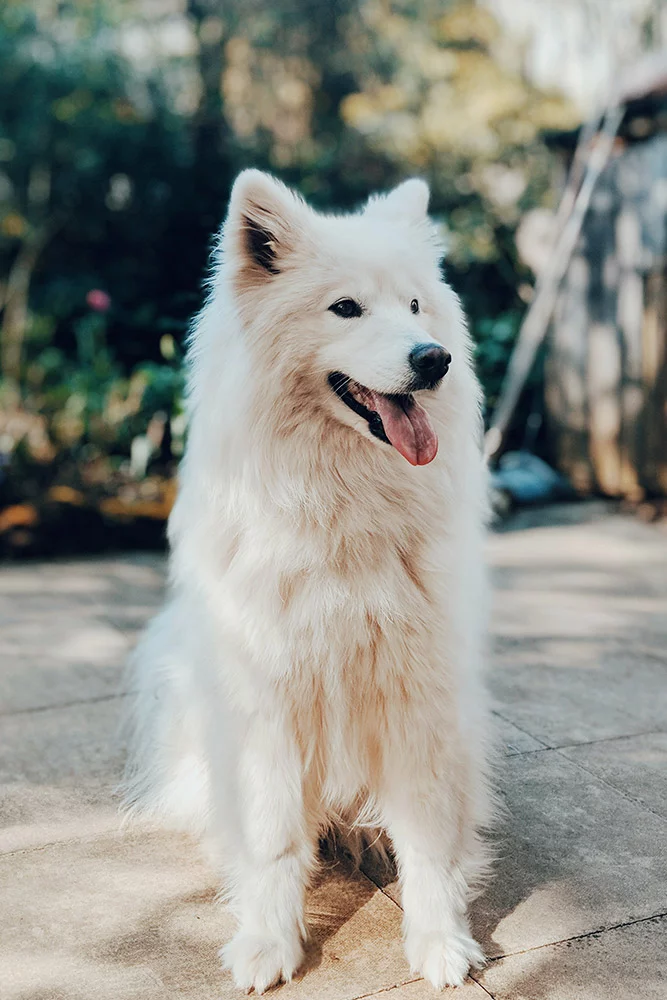 chien blanc education chien adulte
