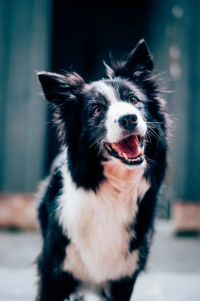 chien border collie education chien adulte