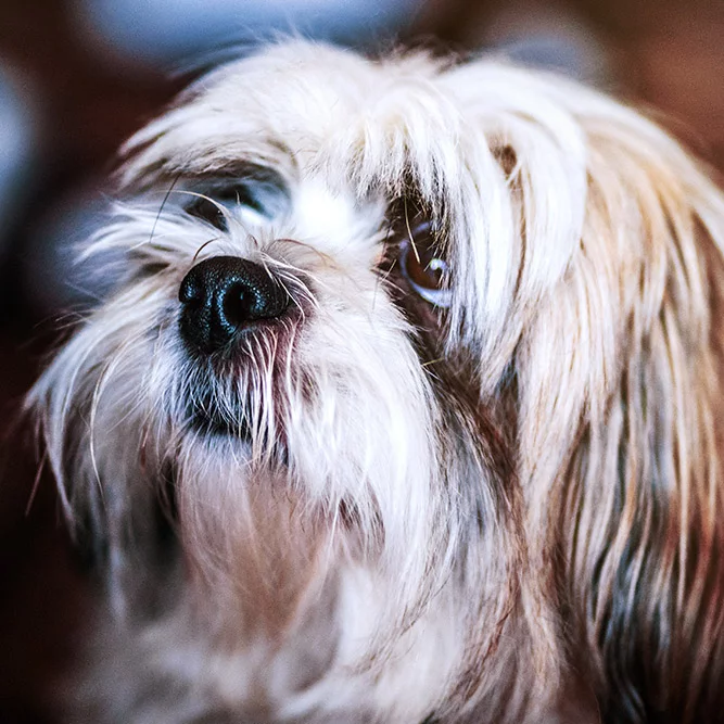 chien vieux education chien adulte