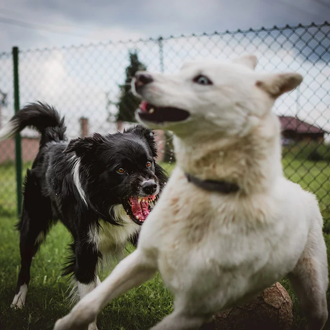 chien mordeur education