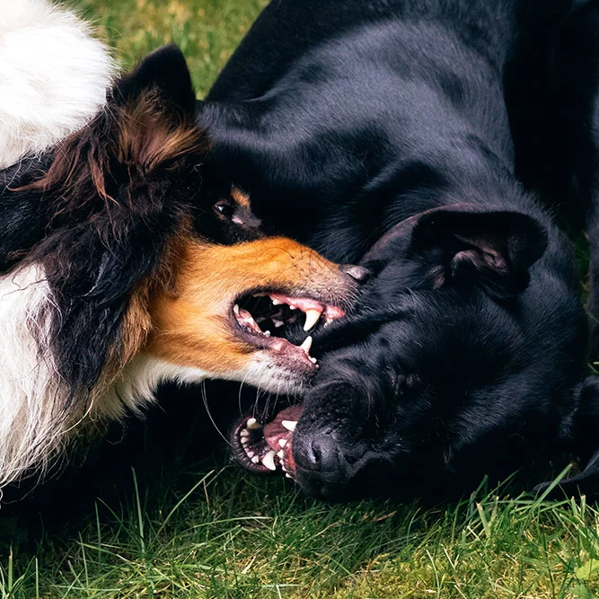 chien mordeur education