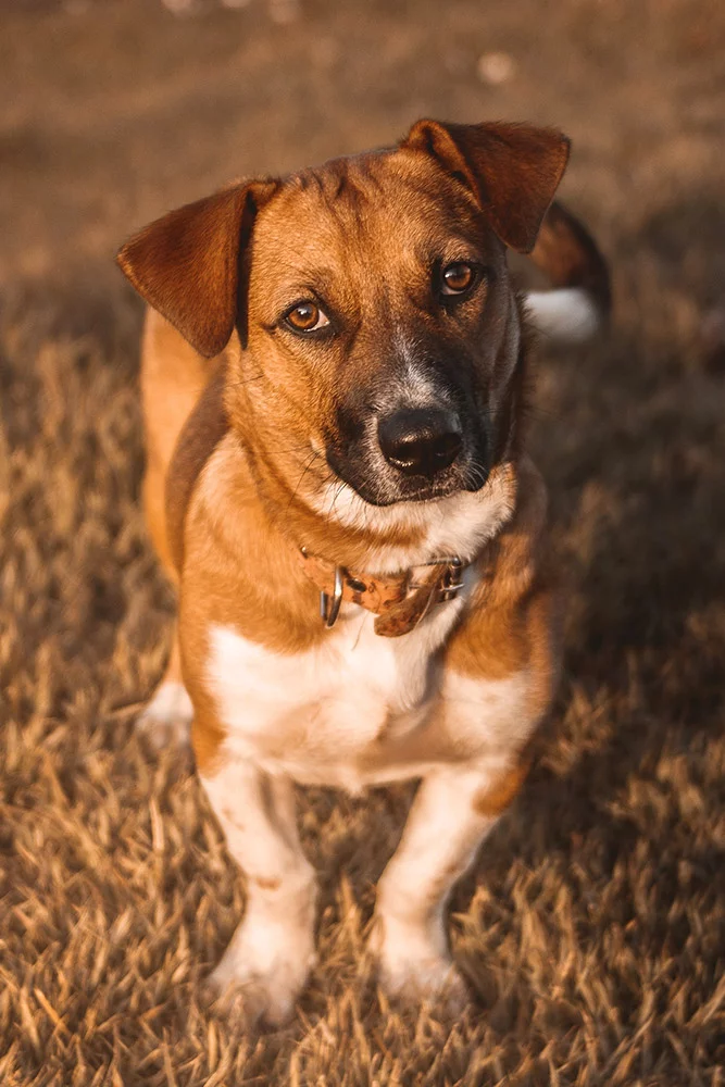 chien education chien adulte