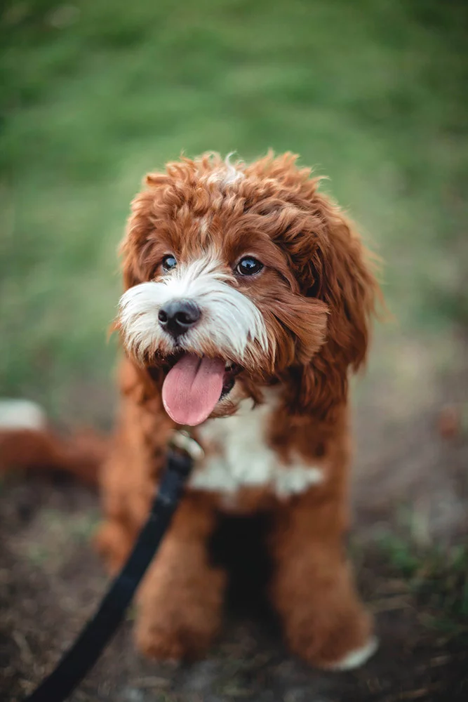 chiot marron education du chiot