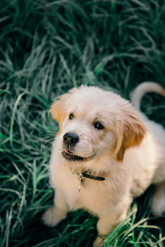 chiot blanc qui regarde vers le haut education du chiot