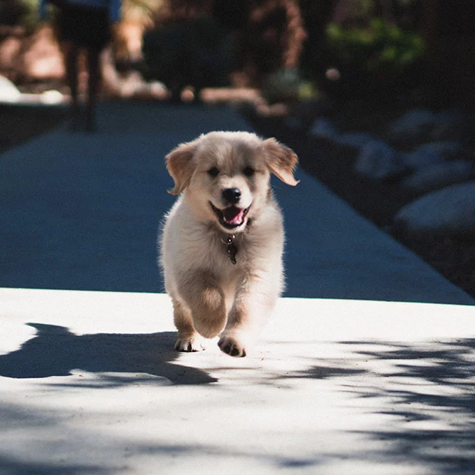 chiot qui court education du chiot