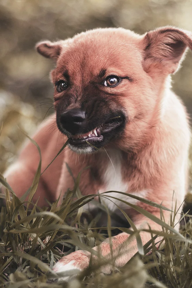 chien mordeur education 