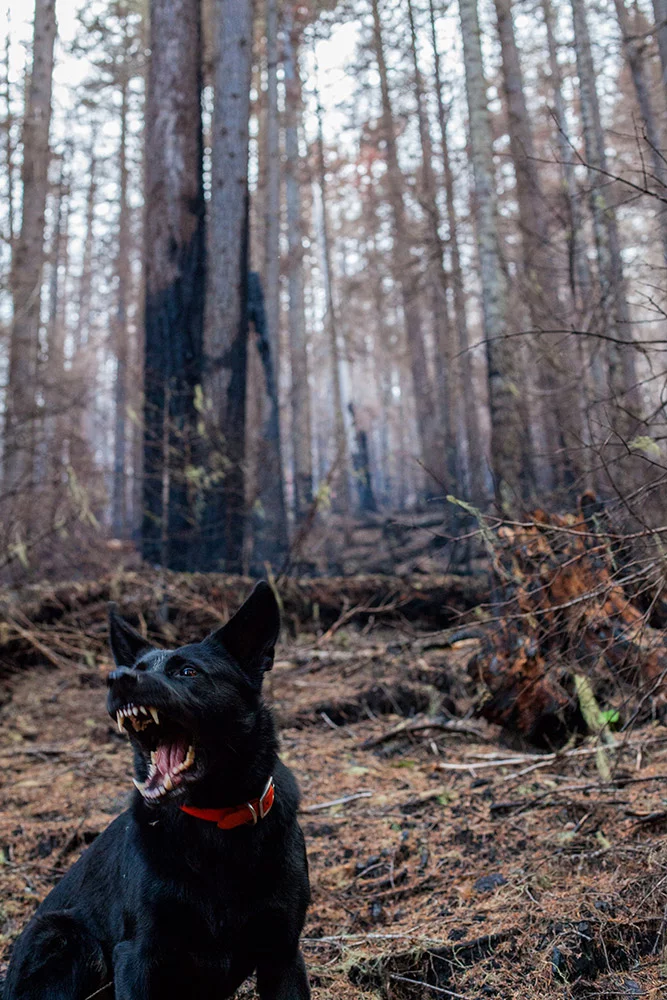 chien mordeur dans une forêt education 