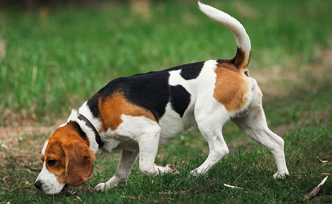 chien qui renifle mantrailing education