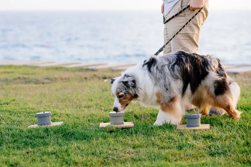 chien qui renifle mantrailing education