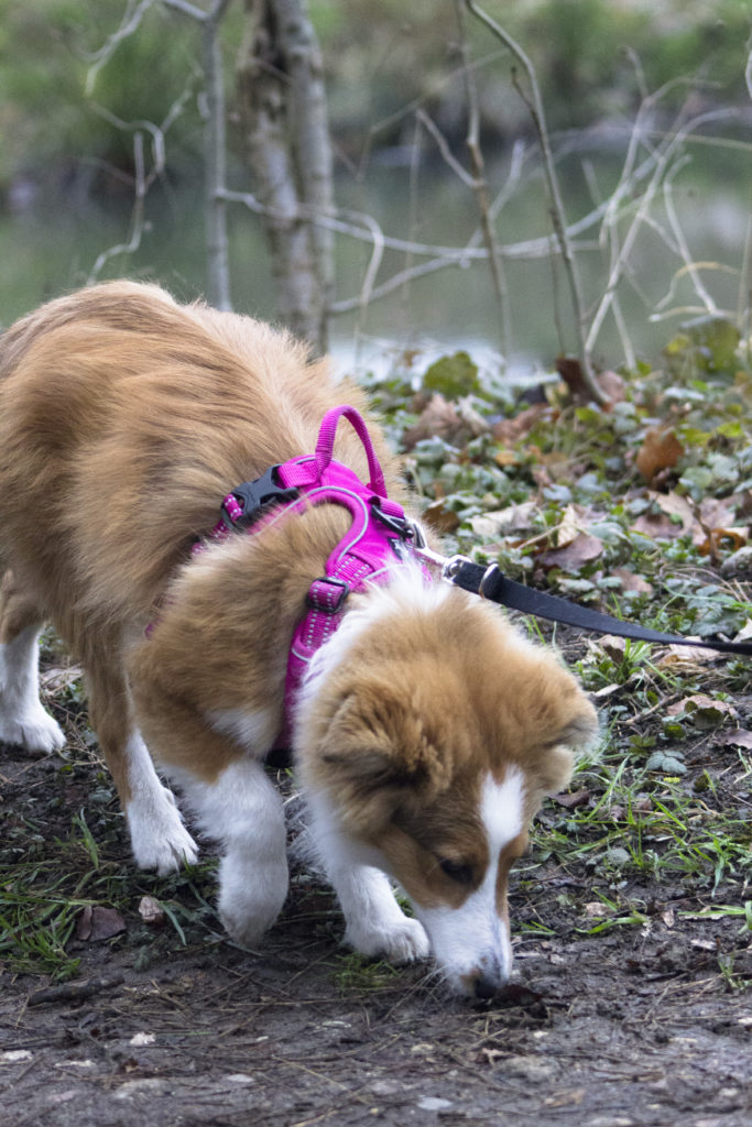 chien qui renifle mantrailing education