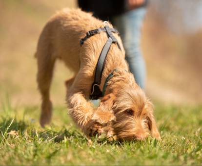 chien qui renifle olfaction education