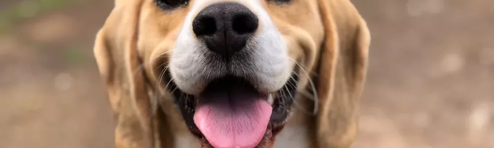 Vivre en harmonie avec votre chien – Le désir des maîtres