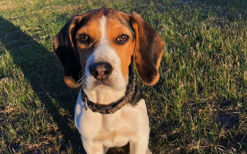 Formation aux Risques Canins avec Edu&rsquo;Canin Caen