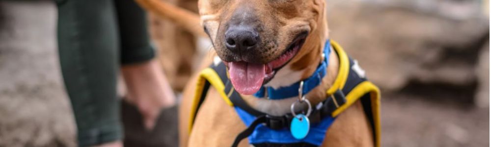 NE VOUS LAISSEZ PAS DÉPASSER PAR VOTRE CHIEN