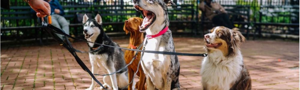 LES CHIENS PRÉFÉRÉS DES FRANÇAIS