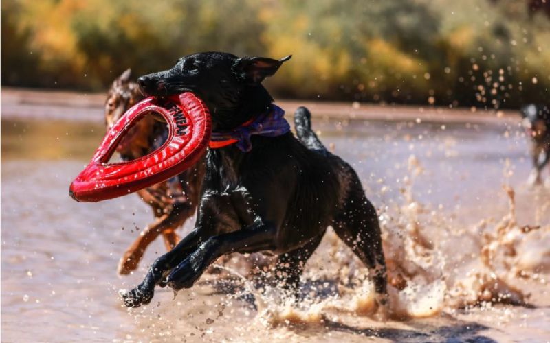 L’IMPORTANCE DES JEUX POUR VOTRE CHIEN