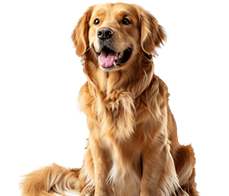 education du chien adulte