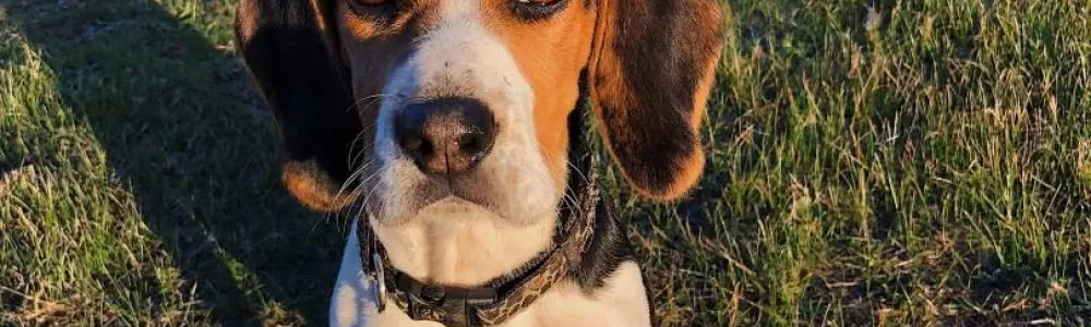Formation aux Risques Canins avec Edu&rsquo;Canin Caen
