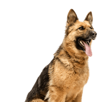 rééducation du chien difficile