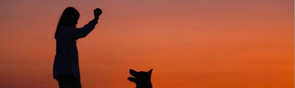 EDU’CANIN CAEN : L’ÉDUCATION DE VOTRE CHIEN