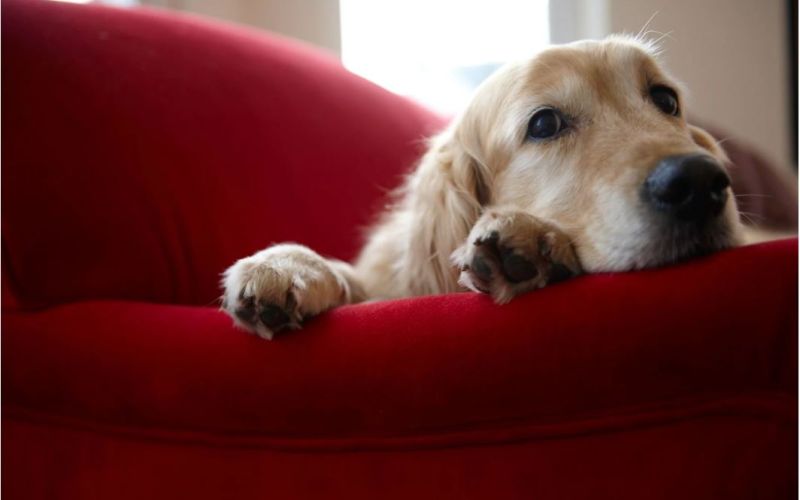 EDUCATION CANINE : ÉTABLIR DES RÈGLES CHEZ SOI
