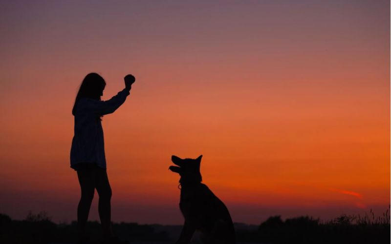 EDU’CANIN CAEN : L’ÉDUCATION DE VOTRE CHIEN