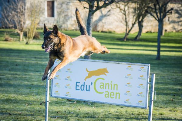 agility educanin