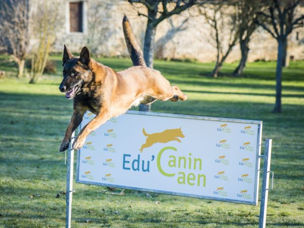 chien parcours d'obstacle educanin