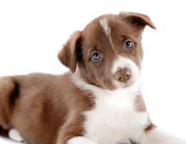 education du chiot