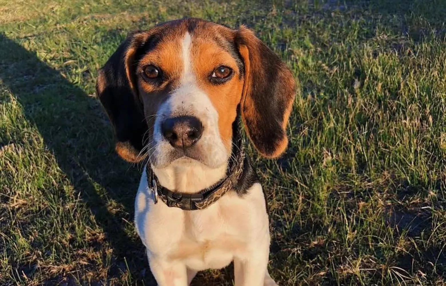 Formation aux Risques Canins avec Edu&rsquo;Canin Caen