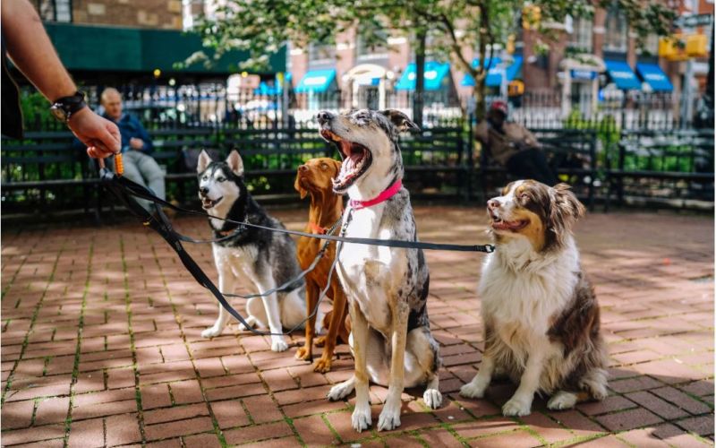 LES CHIENS PRÉFÉRÉS DES FRANÇAIS