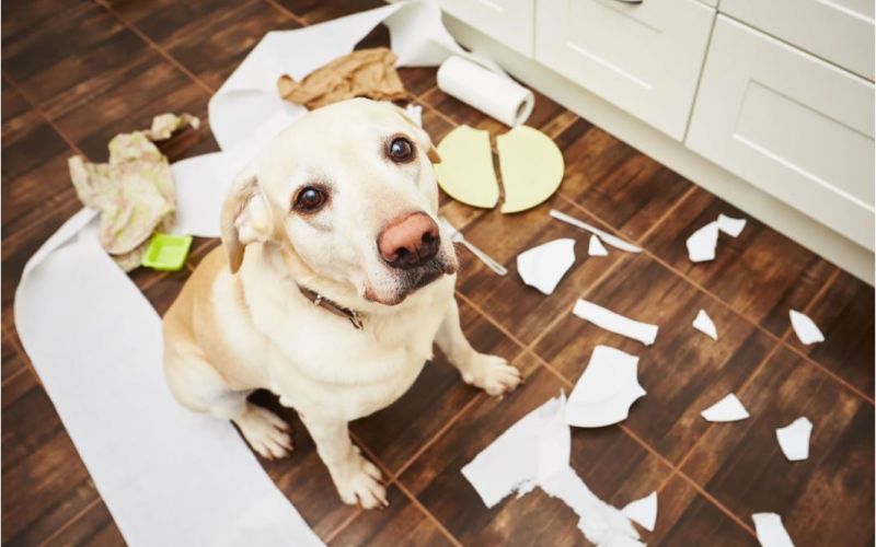 APPRENDRE À VOTRE CHIOT À RESTER SEUL À LA MAISON