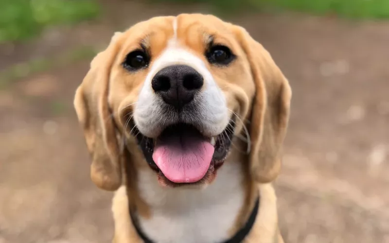 Vivre en harmonie avec votre chien – Le désir des maîtres